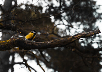Naklejka premium yellow bird on a branch