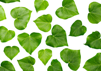 Devil's ivy set leaf, ceylon creeper foliage pattern, hedera helix isolated white, clipping path
