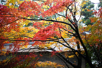 日本の京都　龍安寺の秋の風景