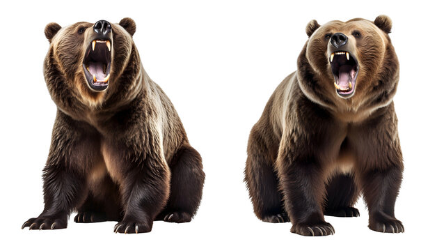 Illustration with a roaring brown bear. Sitting grizli bear illustration on the transparent background