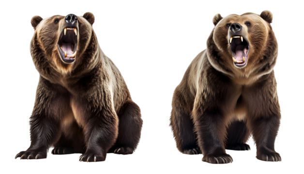 Illustration with a roaring brown bear. Sitting grizli bear illustration on the transparent background