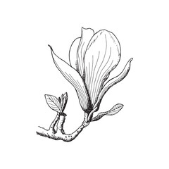 Magnolia graphic