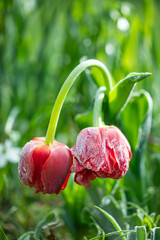 zmrożone tulipany w zimny poranek, szron na kwiatach  - obrazy, fototapety, plakaty