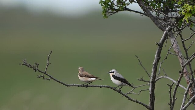 Wheatear or Oenanthe oenanthe. Beautiful small songbird, standing on on branch . Close up. Male and female in the wild.
