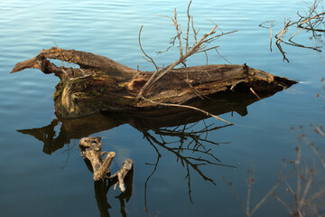 Old driftwood in the lake