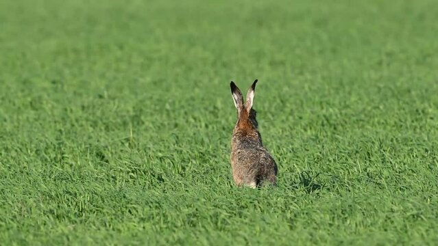 European hare lepus europaeus in the wild.