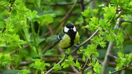 Great tit Parus major in the wild. Songbird. The bird sits on a branch and singing. Close up.