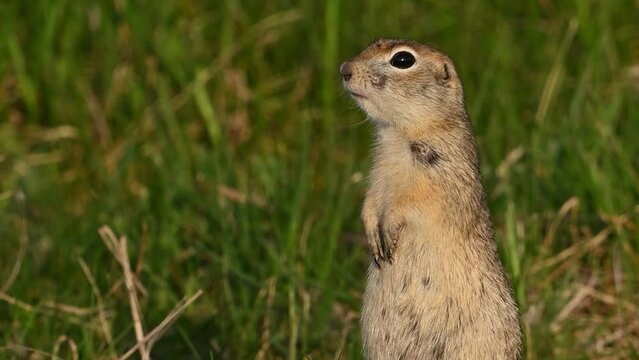 Ground squirrel Spermophilus pygmaeus in the wild. Close up.