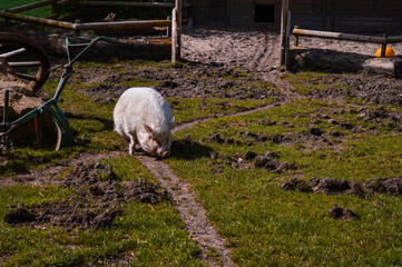 Agriculture, pig