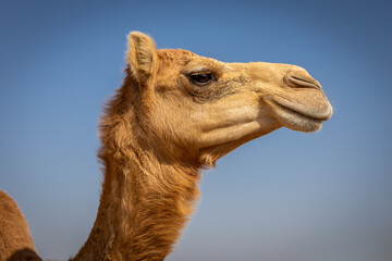 Dromedary camel head (Camelus dromedarius) in profile against blue sky, Digdaga Farm, United Arab Emirates.