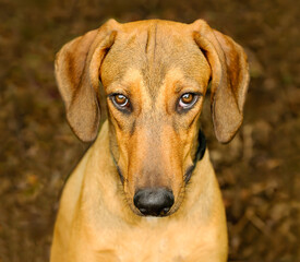 Dog Serious Guilty Animal Shy Naughty Funny Sad Long Face Closeup Vertical Image