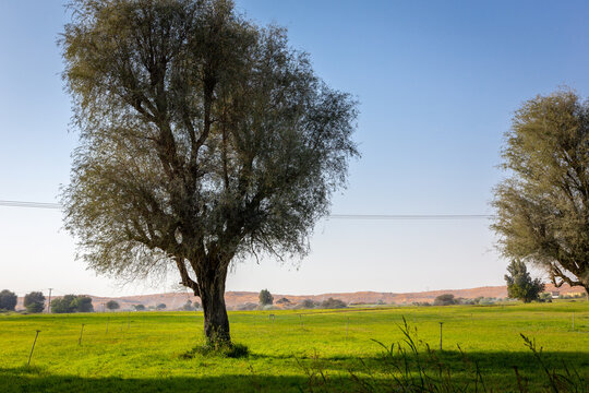 Al Digdaga farms in Ras al Khaimah, United Arab Emirates with vibrant green grass, ghaf trees and watering system, oasis in the desert with golden desert sand dunes in the background.