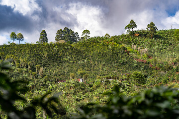 Blick auf eine Kaffeeplantage in Tarrazu in Costa Rica mit Regenwolken im Himmel