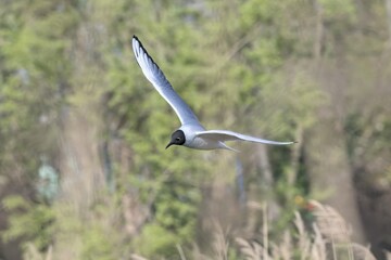 seagull flying on lake
