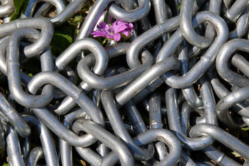 flower seeking freedom among chains
