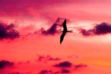 Sunset Bird Flying Silhouette Sunset Beautiful Inspirational Uplifting Romantic Hope Nature