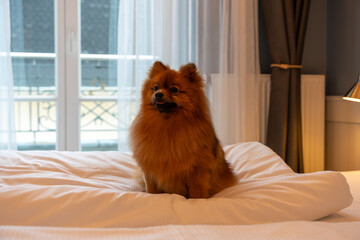 A red Spitz dog lies on a large bed in a bright hotel room. Spitz dog resting on the bed of a hotel...