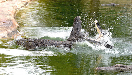 Walka wielkich krokodyli nilowych