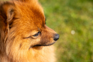Portrait of a red dog of the Spitz breed on the green grass. A dog on a background of green grass.