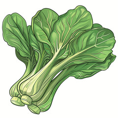 Bok choy, chinese cabbage, vegetable hand drawn vector illustration. - obrazy, fototapety, plakaty