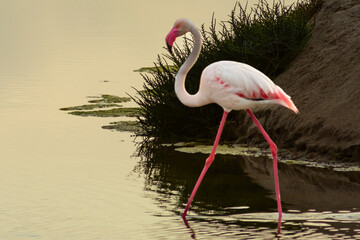 Isolated beautiful pink flamingo at sunrise. Regional Park for migratory birds