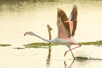 The beauty of flamingos. Natural style. Regional Park. birds migration. Exotic species. Ecosystem...