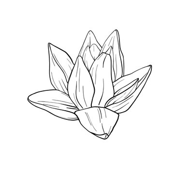 recommend clip art: Lotus Flowers with leaves Sketch. Black outline vector illustration painted by black inks. Hand drawn Etched Line pattern with blooming waterlily for decor, wallpaper, poster, banner, card