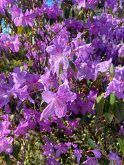 Fleurs violette sur un arbre au printemps