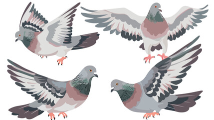 Set of Four grey feral pigeon in various poses 