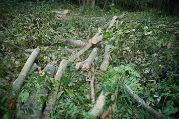 Trees that have been cut down in the forest.