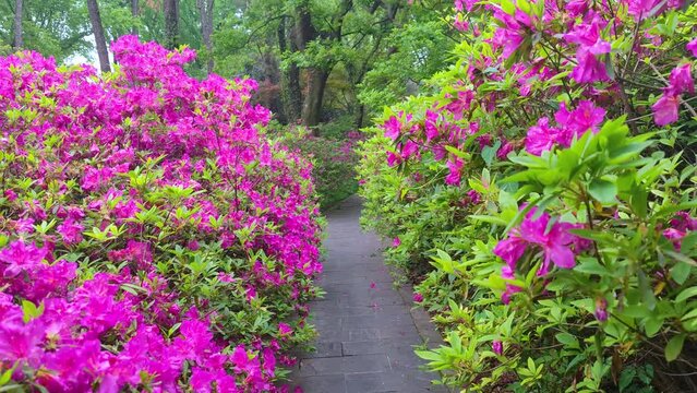 Rhododendrons bloom in Moshan scenic spot on East Lake in Wuhan, Hubei province