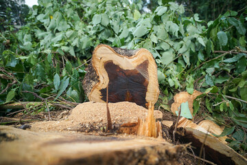 Trees that have been cut down in the forest.