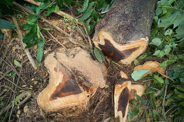 Trees that have been cut down in the forest.