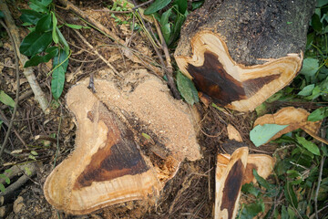 Trees that have been cut down in the forest.