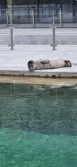 Fototapeta premium seal
