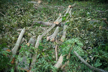 Trees that have been cut down in the forest.