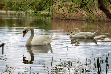 Swans on the pond. White swans swim in the lake.