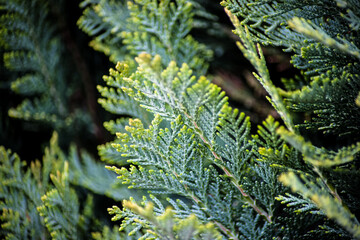 Koniferenzweige mit bläulichem Schimmer