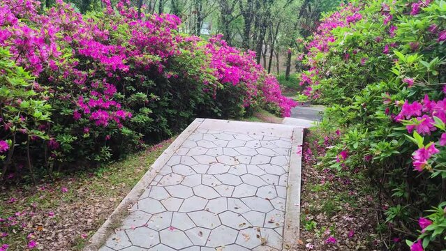 Rhododendrons bloom in Moshan scenic spot on East Lake in Wuhan, Hubei province