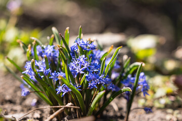 Blue Scilla flowers on the ground - obrazy, fototapety, plakaty