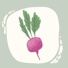 Radish, beetroot. Flat style. Vegetable hand drawn