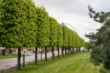 Neatly trimmed trees and park lawn. Trimmed trees close-up.