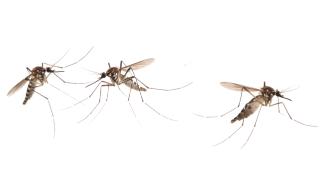 Flying mosquitoes 