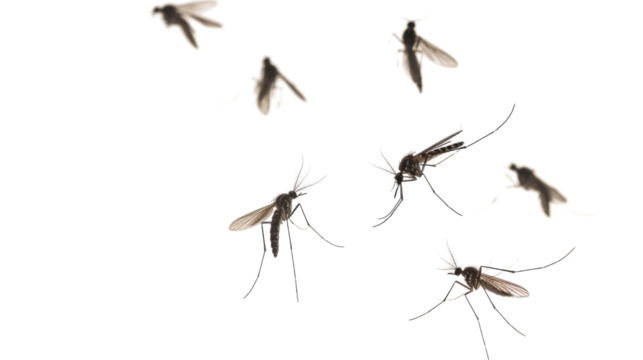 Flying mosquitoes 