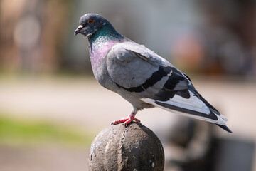Close view of a pigeon in the park