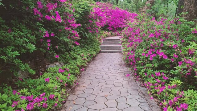 Rhododendrons bloom in Moshan scenic spot on East Lake in Wuhan, Hubei province