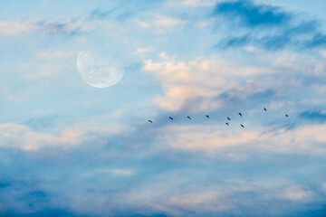 Full Moon Birds Flying Daytime Clouds Beautiful Ethereal Sky Migration Cloudscape