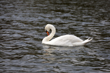 White swan swimming in a lake, spring season