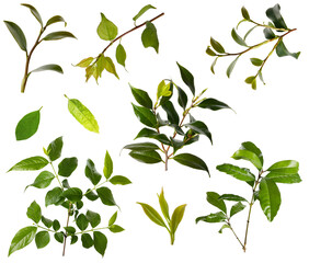foliage, botanical objects isolated on a white background