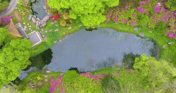 Rhododendrons bloom in Moshan scenic spot on East Lake in Wuhan, Hubei province